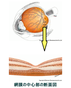 網膜の中心部の断面図